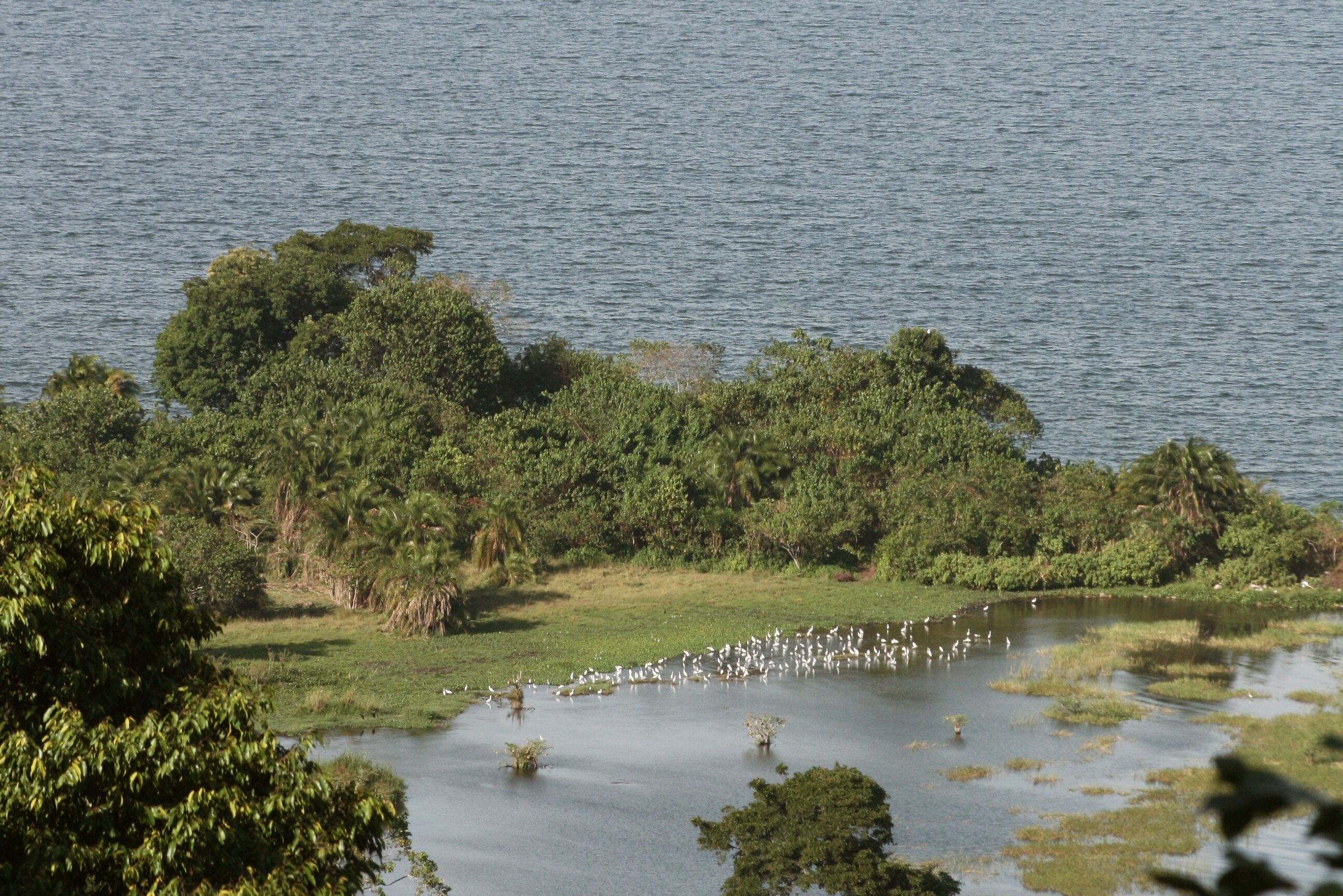 Das Rubondo-Experiment