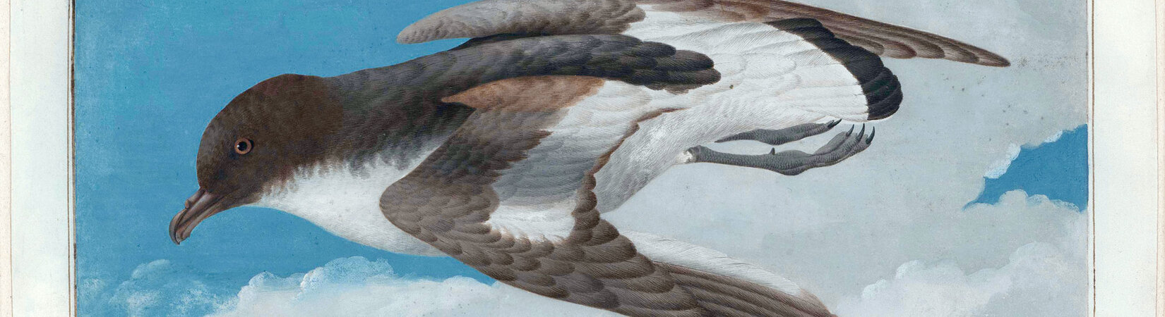 Georg Forsters Entdeckung der Südsee